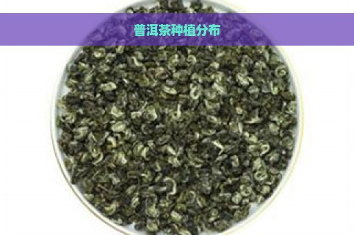 普洱茶种植分布