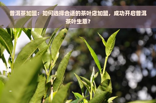 普洱茶加盟：如何选择合适的茶叶店加盟，成功开启普洱茶叶生意？