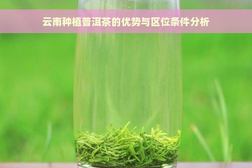 云南种植普洱茶的优势与区位条件分析