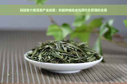 科技助力普洱茶产业发展：创新种植技术与现代化管理的应用