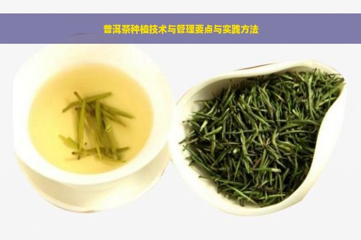 普洱茶种植技术与管理要点与实践方法