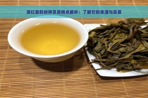 滇红茶的树种及其特点解析：了解它的来源与品质