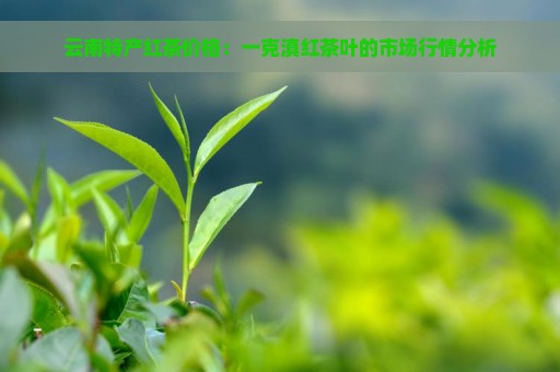 云南特产红茶价格：一克滇红茶叶的市场行情分析