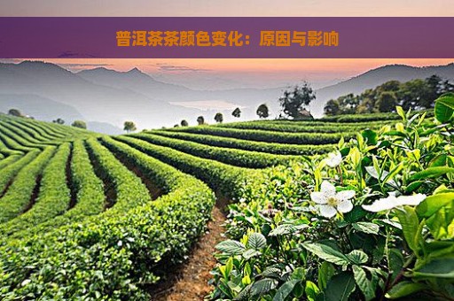 普洱茶茶颜色变化：原因与影响