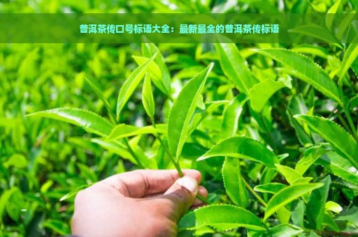 普洱茶传口号标语大全：最新最全的普洱茶传标语