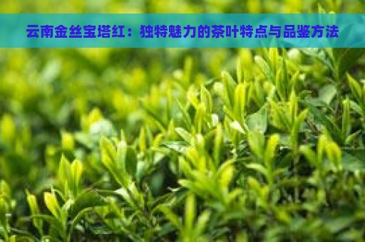 云南金丝宝塔红：独特魅力的茶叶特点与品鉴方法