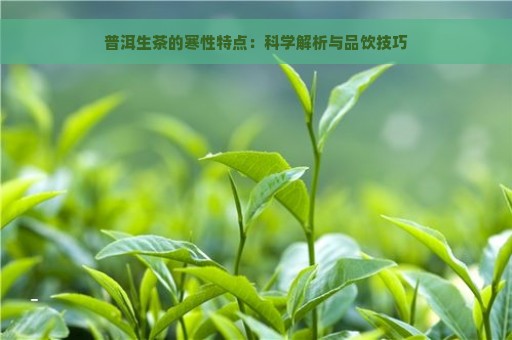 普洱生茶的寒性特点：科学解析与品饮技巧