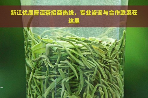 新江优质普洱茶招商热线，专业咨询与合作联系在这里