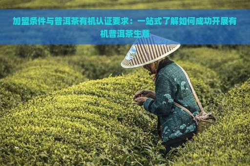 加盟条件与普洱茶有机认证要求：一站式了解如何成功开展有机普洱茶生意