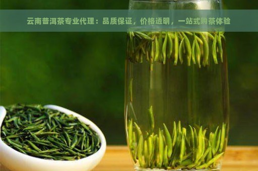 云南普洱茶专业代理：品质保证，价格透明，一站式购茶体验