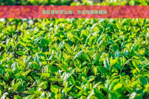 滇红茶叶怎么泡：方法与避免糊味