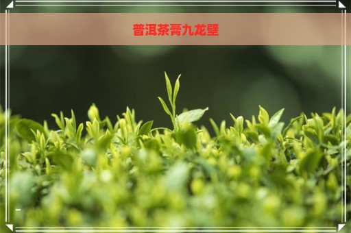 普洱茶膏九龙壁