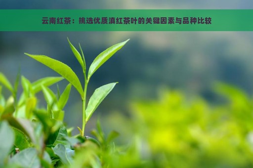 云南红茶：挑选优质滇红茶叶的关键因素与品种比较