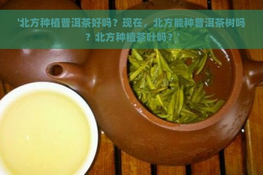 '北方种植普洱茶好吗？现在，北方能种普洱茶树吗？北方种植茶叶吗？'