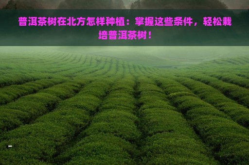 普洱茶树在北方怎样种植：掌握这些条件，轻松栽培普洱茶树！