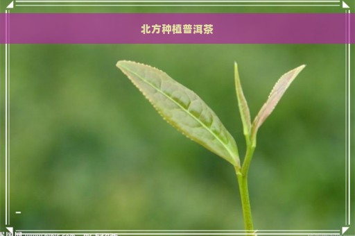 北方种植普洱茶