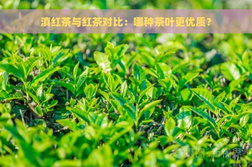 滇红茶与红茶对比：哪种茶叶更优质？