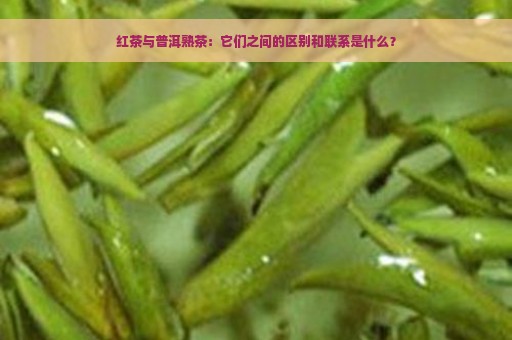 红茶与普洱熟茶：它们之间的区别和联系是什么？