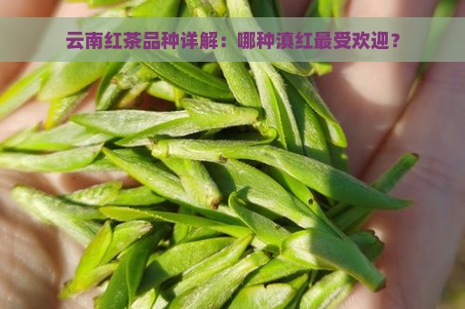 云南红茶品种详解：哪种滇红最受欢迎？