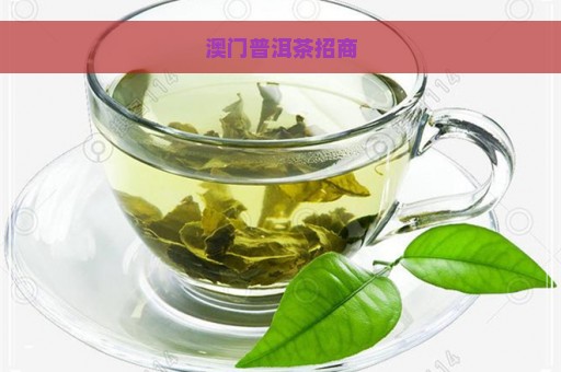 澳门普洱茶招商