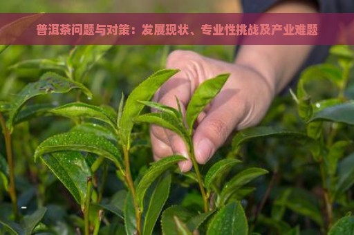 普洱茶问题与对策：发展现状、专业性挑战及产业难题