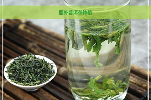 国外普洱茶种植