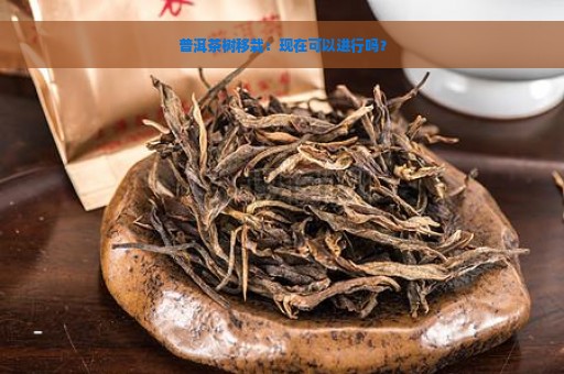 普洱茶树移栽：现在可以进行吗？