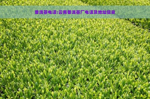 普洱茶电话:云南普洱茶厂电话及地址信息