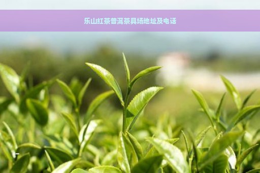 乐山红茶普洱茶具场地址及电话