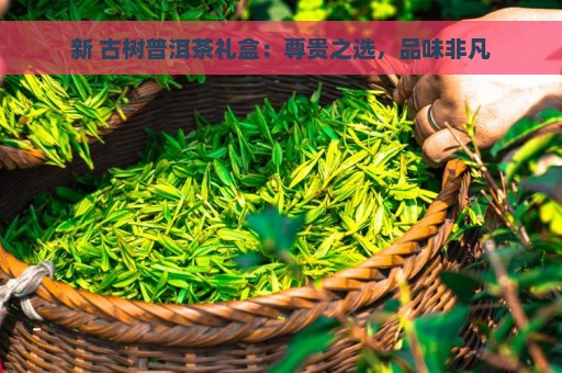 新 古树普洱茶礼盒：尊贵之选，品味非凡