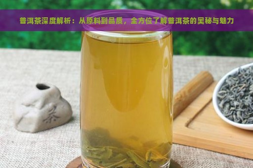 普洱茶深度解析：从原料到品质，全方位了解普洱茶的奥秘与魅力