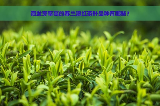 荷发芽率高的春兰滇红茶叶品种有哪些？