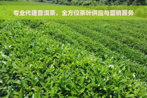 专业代理普洱茶，全方位茶叶供应与营销服务