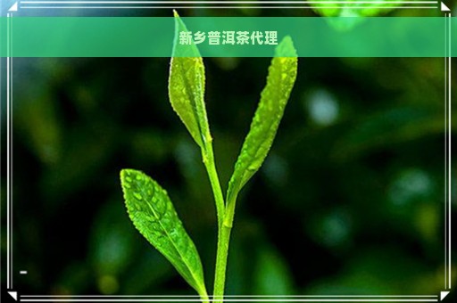 新乡普洱茶代理