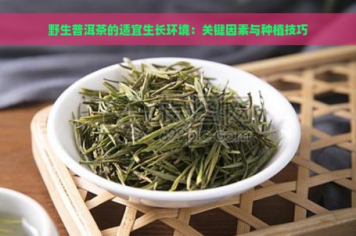 野生普洱茶的适宜生长环境：关键因素与种植技巧