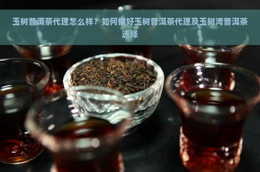 玉树普洱茶代理怎么样？如何做好玉树普洱茶代理及玉树湾普洱茶选择