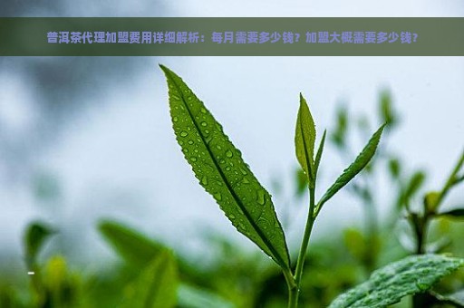 普洱茶代理加盟费用详细解析：每月需要多少钱？加盟大概需要多少钱？