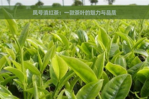 凤号滇红茶：一款茶叶的魅力与品质