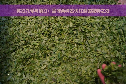 英红九号与滇红：品味两种名优红茶的独特之处