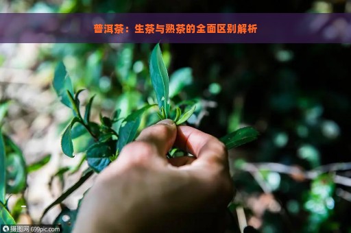 普洱茶：生茶与熟茶的全面区别解析