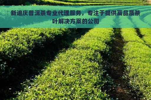 新迪庆普洱茶专业代理服务，专注于提供高品质茶叶解决方案的公司