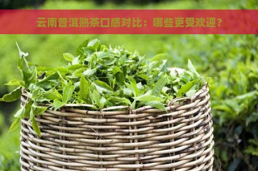 云南普洱熟茶口感对比：哪些更受欢迎？