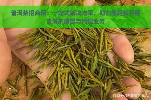 普洱茶招商网：一站式解决方案，助力您轻松开展普洱茶加盟与代理业务