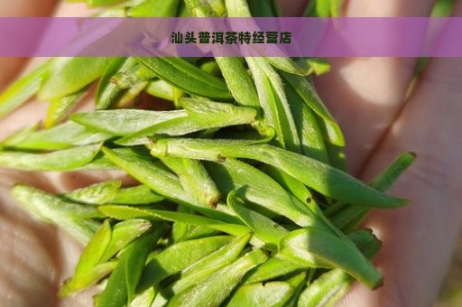 汕头普洱茶特经营店