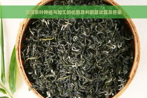 普洱茶叶种植与加工的优势及判断题试题及答案