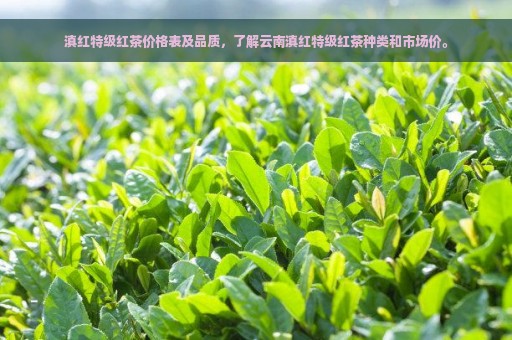 滇红特级红茶价格表及品质，了解云南滇红特级红茶种类和市场价。