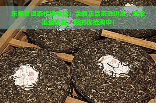 东莞普洱茶代理电话：全新正品茶叶供应，专业渠道批发，限时优抢购中！