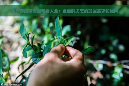 重庆普洱茶加盟电话大全：全面解决您的加盟需求和疑问