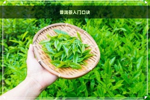 普洱茶入门口诀