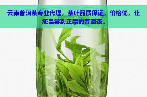 云南普洱茶专业代理，茶叶品质保证，价格优，让您品尝到正宗的普洱茶。